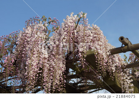 藤の花 21884075