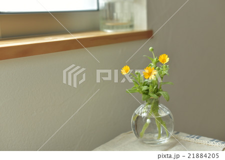 窓辺の花 21884205