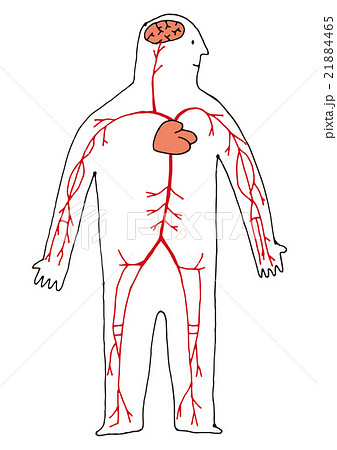 全身 心臓と血管のイラスト素材