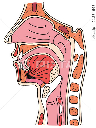 耳鼻咽喉 文字なし 耳鼻咽喉 文字なし 21884643