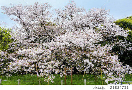 名島城址公園の臥龍桜 名島城址公園の臥龍桜 21884731