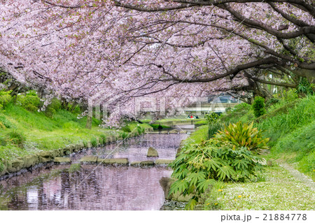 桜の花びらが舞う元荒川の桜並木と花筏の写真素材