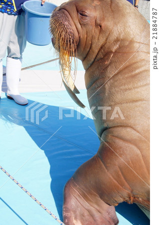 セイウチのショー(水族館:うみたまご) セイウチのショー(水族館:うみたまご) 21884787