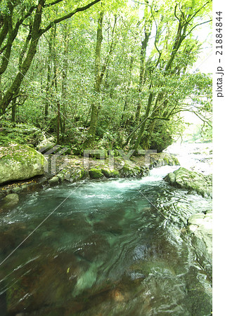 菊池渓谷（熊本県） 21884844