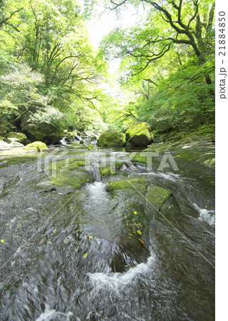 菊池渓谷（熊本県） 21884850
