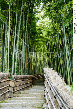 念仏寺竹林１２　2016春 21884894