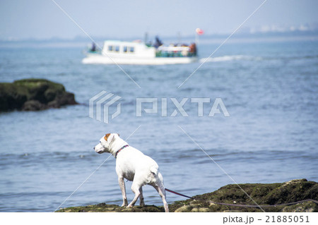 海を見つめるジャックラッセルテリア 21885051