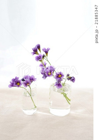 ギリアトワイライト 21885347