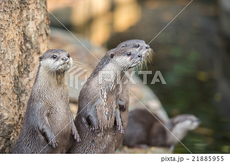 Group of asian small-clawed otters Group of asian small-clawed otters 21885955