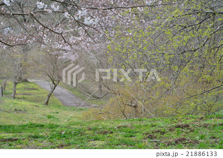 城池親水公園の散策路 21886133