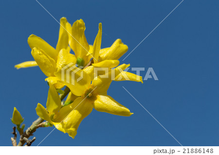 Yellow blossoms of forsythia 21886148