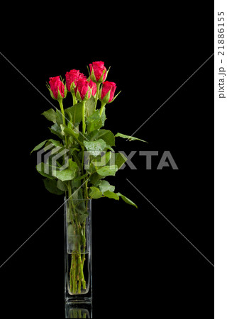 fresh red rose on black fresh red rose on black 21886155