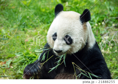 giant panda while eating bamboo giant panda while eating bamboo 21886255