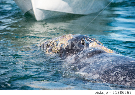 grey whale approaching a boat grey whale approaching a boat 21886265
