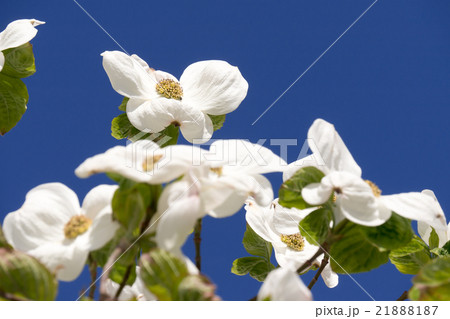 白いハナミズキと青空 21888187