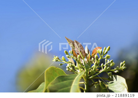 アボカドの花と新葉 の写真素材