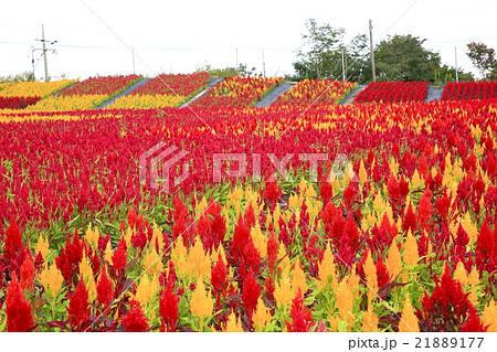 世羅高原農場 21889177