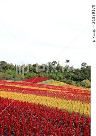 世羅高原農場 世羅高原農場 21889179