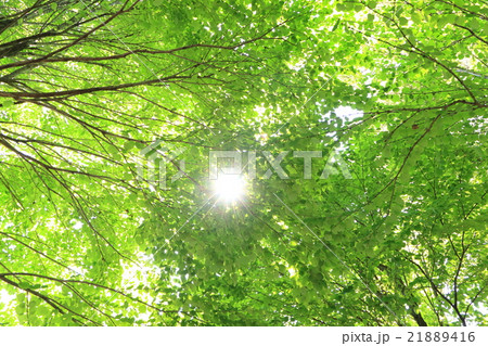 新緑の木漏れ日Ⅴ 新緑の木漏れ日Ⅴ 21889416