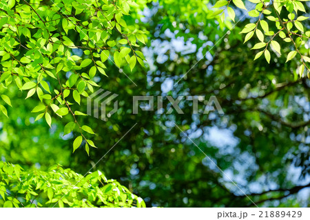 新緑の候 (9) 21889429