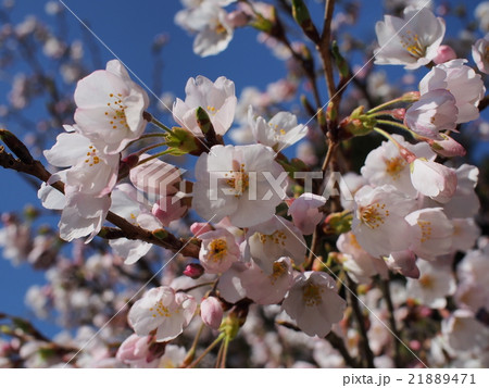 桜 21889471