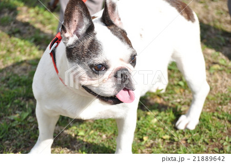 公園でおさんぽ犬 公園でおさんぽ犬 21889642