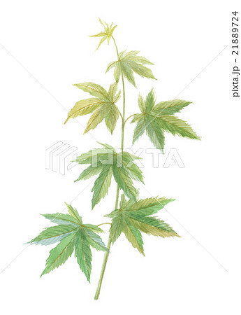 甜茶　テンチャ 21889724