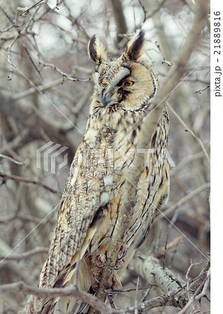 Owl closeup shot Owl closeup shot 21889816
