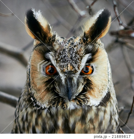 Screech-owl portrait. 21889817