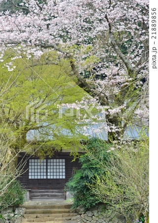 桜咲く、伊豆の国市徳隣院 桜咲く、伊豆の国市徳隣院 21889856