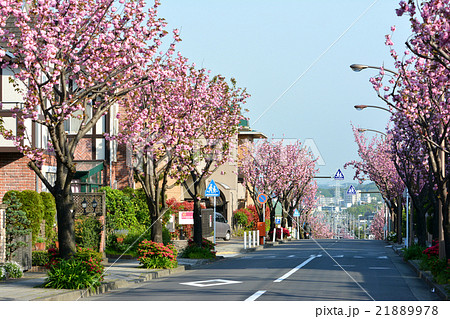 桜並木 21889978