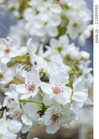 梨の花 ナシの花 なしの花 の写真素材