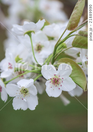 梨の花 ナシの花 なしの花 の写真素材