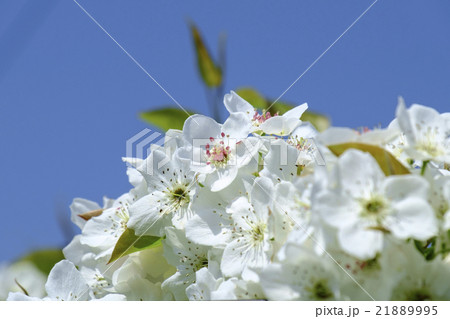 梨の花 ナシの花 なしの花 梨の花 ナシの花 なしの花 21889995