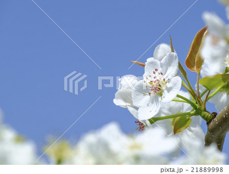 梨の花 ナシの花　なしの花　 21889998
