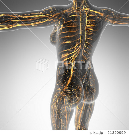 human body in x-ray with glow blood vessels human body in x-ray with glow blood vessels 21890099