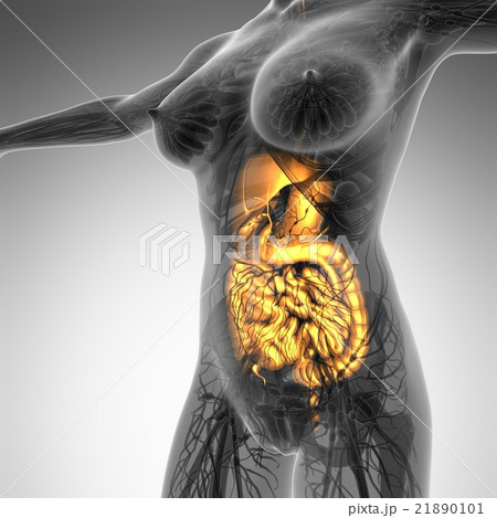 woman body with glow digestive system woman body with glow digestive system 21890101
