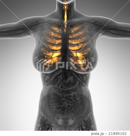science anatomy of woman body with glow lungs science anatomy of woman body with glow lungs 21890102