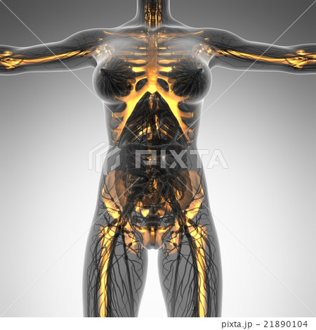 human body in x-ray with glow skeleton bones 21890104