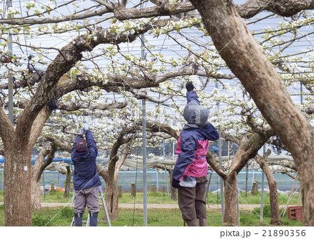 梨の花 ナシの花 なしの花 梨畑の写真素材