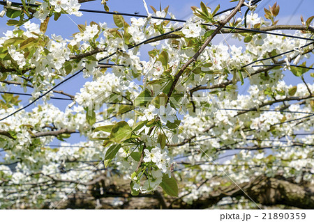 梨の花 ナシの花 なしの花 梨畑 梨の花 ナシの花 なしの花 梨畑 21890359