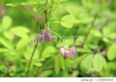 アケビの花の写真素材