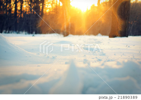 Sunset in park. Winter, Moscow Botanical Garden. Sunset in park. Winter, Moscow Botanical Garden. 21890389