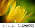 Yellow spring flower (Potentilla recta) 21890553