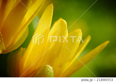 Yellow spring flower (Potentilla recta) 21890553