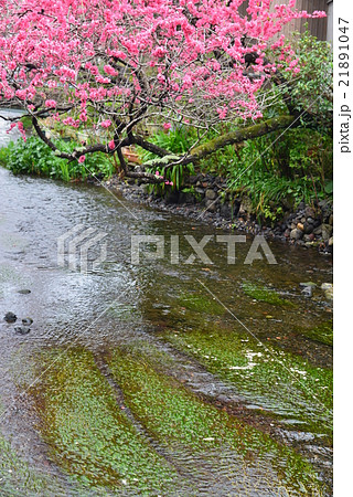 花桃さく、三島源兵衛川のせせらぎ 花桃さく、三島源兵衛川のせせらぎ 21891047