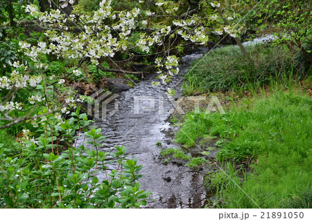 三島源兵衛川のせせらぎ 21891050