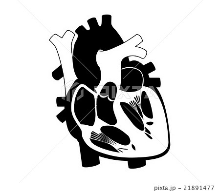 function and definition human heart silhouette 21891477