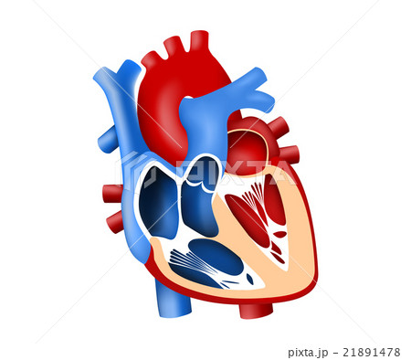 function and definition human heart tridimensional 21891478