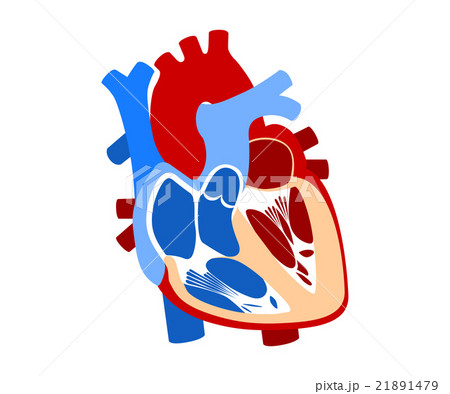 function and definition human heart function and definition human heart 21891479